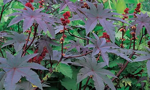 Kỳ 3: “Bảo Bối” giúp nhiều người thoát khỏi bệnh trĩ hiệu quả