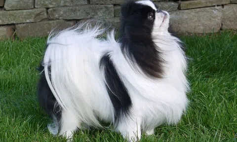 Chó Nhật giống mèo 99%: Kỳ lạ chưa?