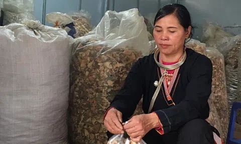 Tài đi rừng kiếm thuốc chữa khỏi chứng đau, mỏi các khớp của lương y Triệu Thị Hòa