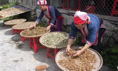 Thuốc đặc trị xương khớp lưu truyền hàng trăm năm của người Dao