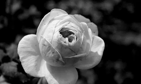 Đứa con mải mê danh vọng, tù tội không kịp nhìn mẹ lúc nhắm mắt