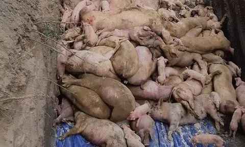 Phát hiện hơn 40 tấn thịt heo ở cơ sở giò chả nhiễm dịch tả heo châu Phi