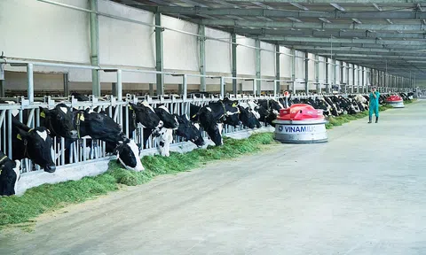 Vinamilk “phủ sóng” nhiều các bảng xếp hạng uy tín trong và ngoài nước