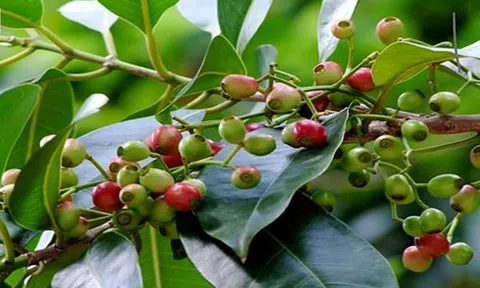 Công dụng bất ngờ của lá vối đối với người bệnh gout và mỡ máu