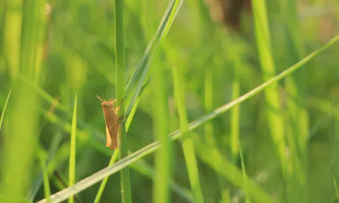 Tôi vẫn ổn, chỉ là rất nhớ em