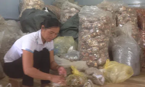 Vị thuốc rất quý chữa khỏi bệnh đau nhức xương khớp của người Dao