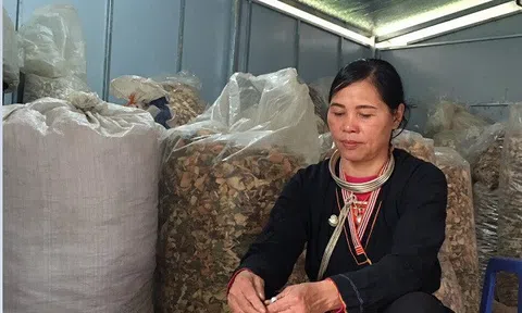 Người bệnh xương khớp “mừng phát khóc” khi biết đến bài thuốc quý này