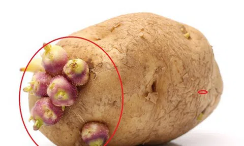 Những loại củ mọc mầm tuyệt đối không nên ăn