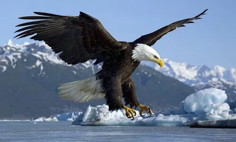 Video: Đại bàng vàng quyết chiến loài đại bàng lớn nhất thế giới để bảo vệ miếng ăn