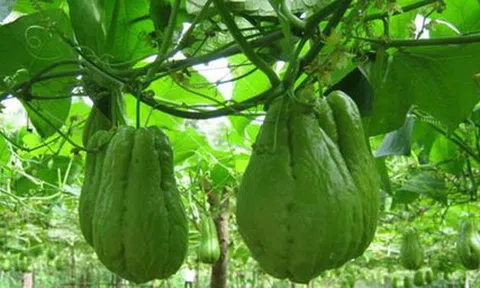 7 công dụng tuyệt vời của su su