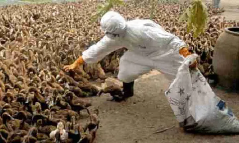 Phát hiện những người đầu tiên trên thế giới nhiễm virus cúm gia cầm H5N8