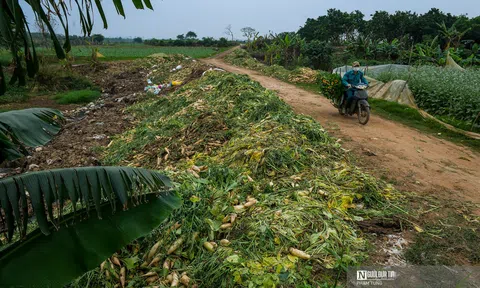 Hà Nội: Nông dân ngậm ngùi vứt bỏ củ cải, cà chua đầy đồng