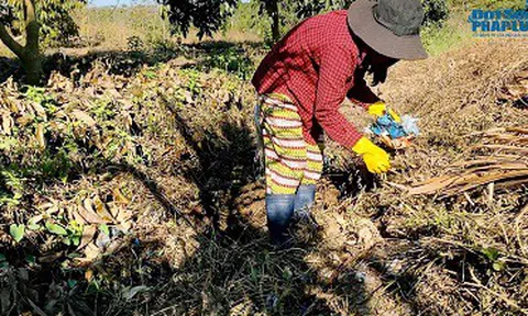 Nàng Mây bỏ đô thị phồn hoa về quê phân loại rác thải