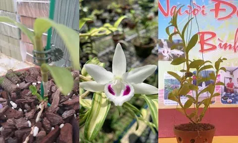 Những cuộc chuyển nhượng lan đột biến hàng trăm tỷ đồng gây "sốc" dư luận