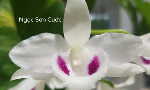 Chi cục Thuế vào cuộc thương vụ mua bán lan var Ngọc Sơn Cước 250 tỷ đồng