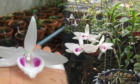 Sự thật bất ngờ về thương vụ giao dịch lan đột biến hơn 31 tỷ đồng ở Đắk Lắk