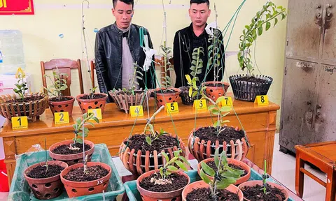 Bắt giữ hai kẻ đi ô tô, ăn mặc bảnh bao chuyên trộm lan đột biến