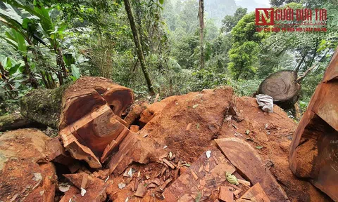 Tuyên Quang: Bất ngờ rừng nghiến nghìn tuổi bị “hạ gục” sát chốt kiểm lâm