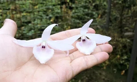 Giáo viên đổ xô đi buôn lan đột biến, phòng Giáo dục huyện nói gì?