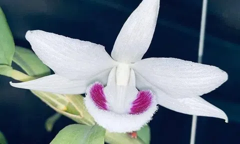 Điều tra vụ chủ vườn lan mất tích bí ẩn sau khi bán lan đột biến 466 triệu đồng