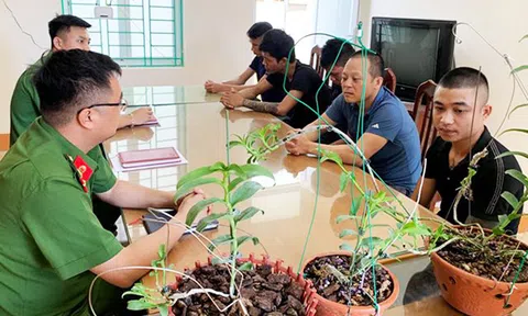 Lan đột biến: Chỗ đứng nào cho “Thần tiên tỉ tỉ”?