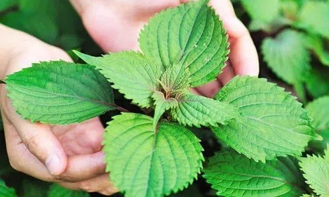 7 công dụng thần kỳ của rau kinh giới