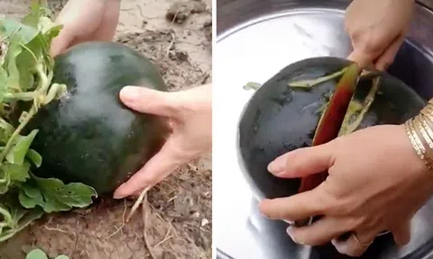 Cô gái khui quả dưa hấu duy nhất trong vườn, thành quả khiến tất cả mọi người phải phì cười