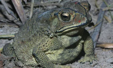 Ông tử vong tại chỗ, 2 cháu nhỏ nguy kịch sau khi ăn trứng và thịt cóc