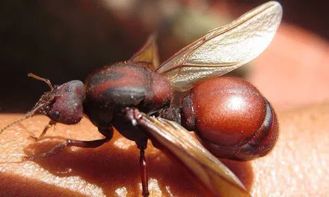 Kiến mông to- đặc sản lạ của Colombia thơm ngon như bì lợn chiên giòn