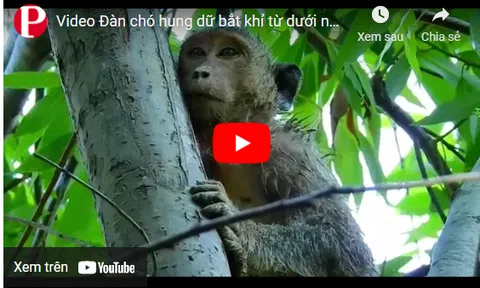 Video: Đàn chó hung dữ bắt khỉ từ dưới nước lên bờ để tấn công và cái kết bất ngờ