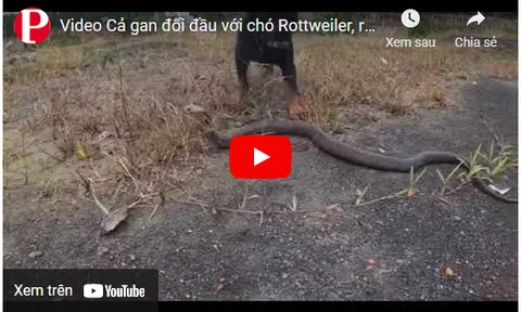 Video: Cả gan đối đầu với chó Rottweiler, rắn hổ mang nhận kết thê thảm