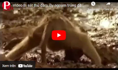 Video: Bị "sát thủ đầm lầy" ngoạm trúng đầu, khỉ đầu chó chật vật phản đòn và cái kết bất ngờ