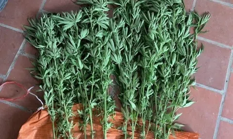 Bắc Kạn: Nam thanh niên trồng 13 cây cần sa để... ngâm rượu