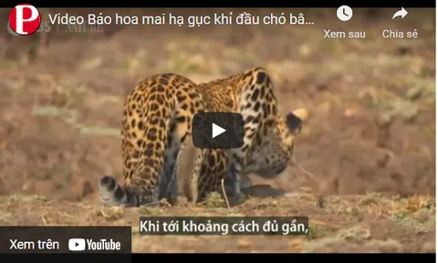 Video: Báo hoa mai hạ gục khỉ đầu chó bằng một nhát cắn chí mạng