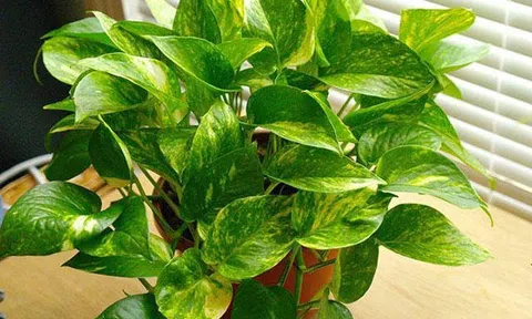 7 loại cây cảnh phổ biến nhưng có độc, nên cân nhắc kỹ trước khi trồng