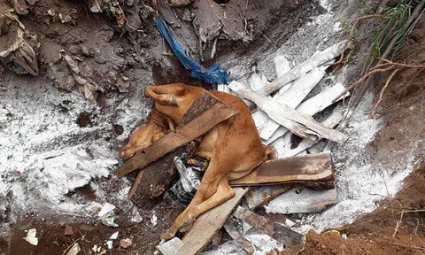 Đắk Lắk: Xuất hiện bệnh viêm da nổi cục trên trâu, bò