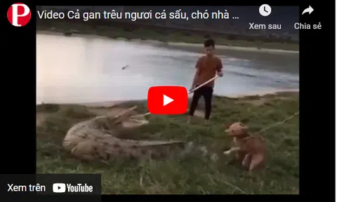 Video: Cả gan trêu ngươi cá sấu, chó nhà bị đối thủ nổi máu điên, dùng đuôi "vả" thẳng mặt