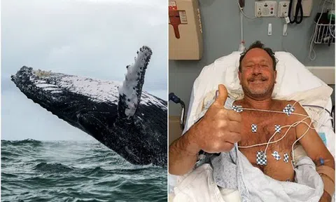 Ngư dân bị cá voi nuốt chửng sống sót thần kỳ