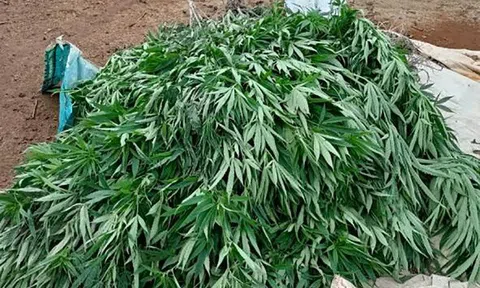 Phát hiện hơn 200 cây cần sa trong rẫy, chủ vườn khai trồng "cây dược liệu" phục vụ chăn nuôi