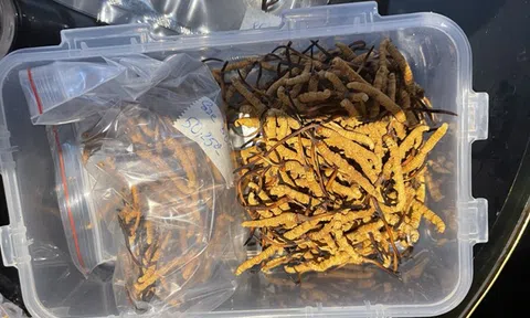 Hà Nội: Phát hiện lô đông trùng hạ thảo không rõ nguồn gốc lớn nhất từ trước đến nay