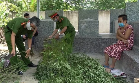 Phát hiện người phụ nữ trồng 115 cây cần sa sau vườn để sử dụng