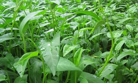 Mắc 4 sai lầm này khi ăn rau muống, bạn cẩn thận bệnh đến bất ngờ