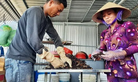 Con ba khía và món ba khía muối: Nghề di sản của Cà Mau