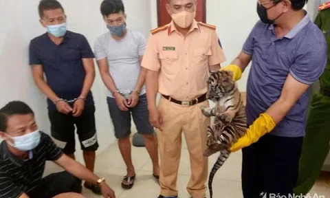 Công an vây bắt chiếc ô tô chở 7 cá thể hổ trái phép đi tiêu thụ