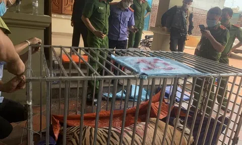 Khởi tố, bắt tạm giam người nuôi cả đàn hổ trái phép trong nhà