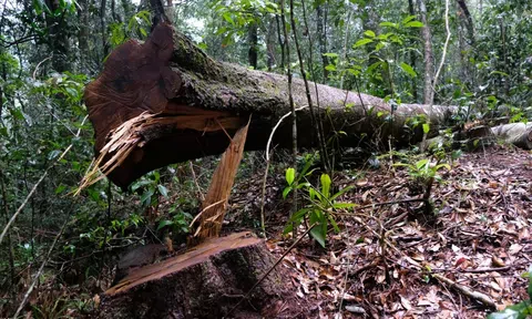 Lâm Đồng: Tạm giữ 16 lâm tặc liên quan vụ hàng loạt cây cổ thụ bị đốn hạ