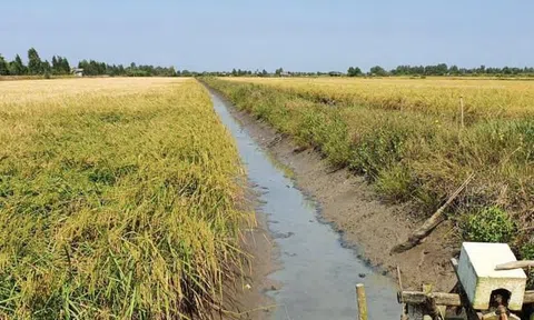 Điều tra, làm rõ nguyên nhân bé gái 5 tuổi tử vong giữa đồng ruộng