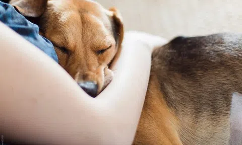 Bỏ thói quen ôm, hôn động vật để hạn chế khả năng lây nhiễm Covid-19