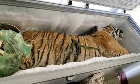 Phát hiện xác hổ 160 kg trong tủ đông lạnh nhà dân