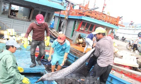 Hôm nay (30/9), cảng cá lớn nhất miền Trung ở Đà Nẵng hoạt động trở lại